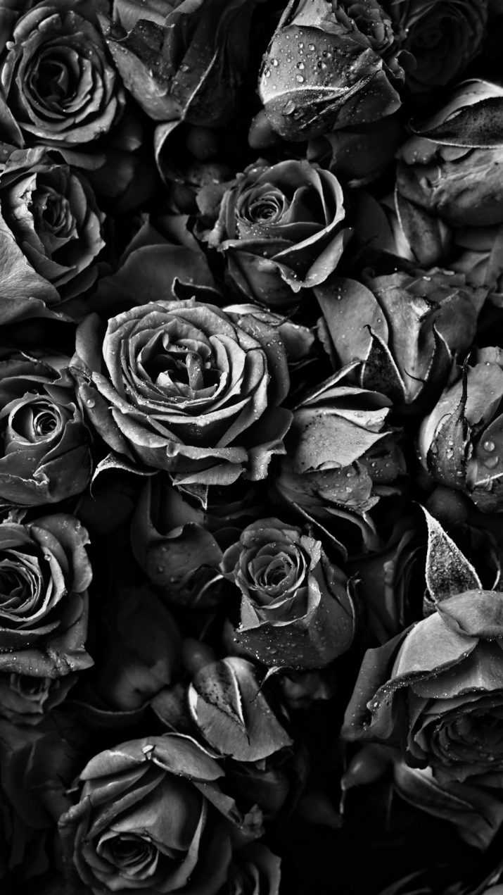 720x1280 HDR Black Roses Wallpaper, Phone