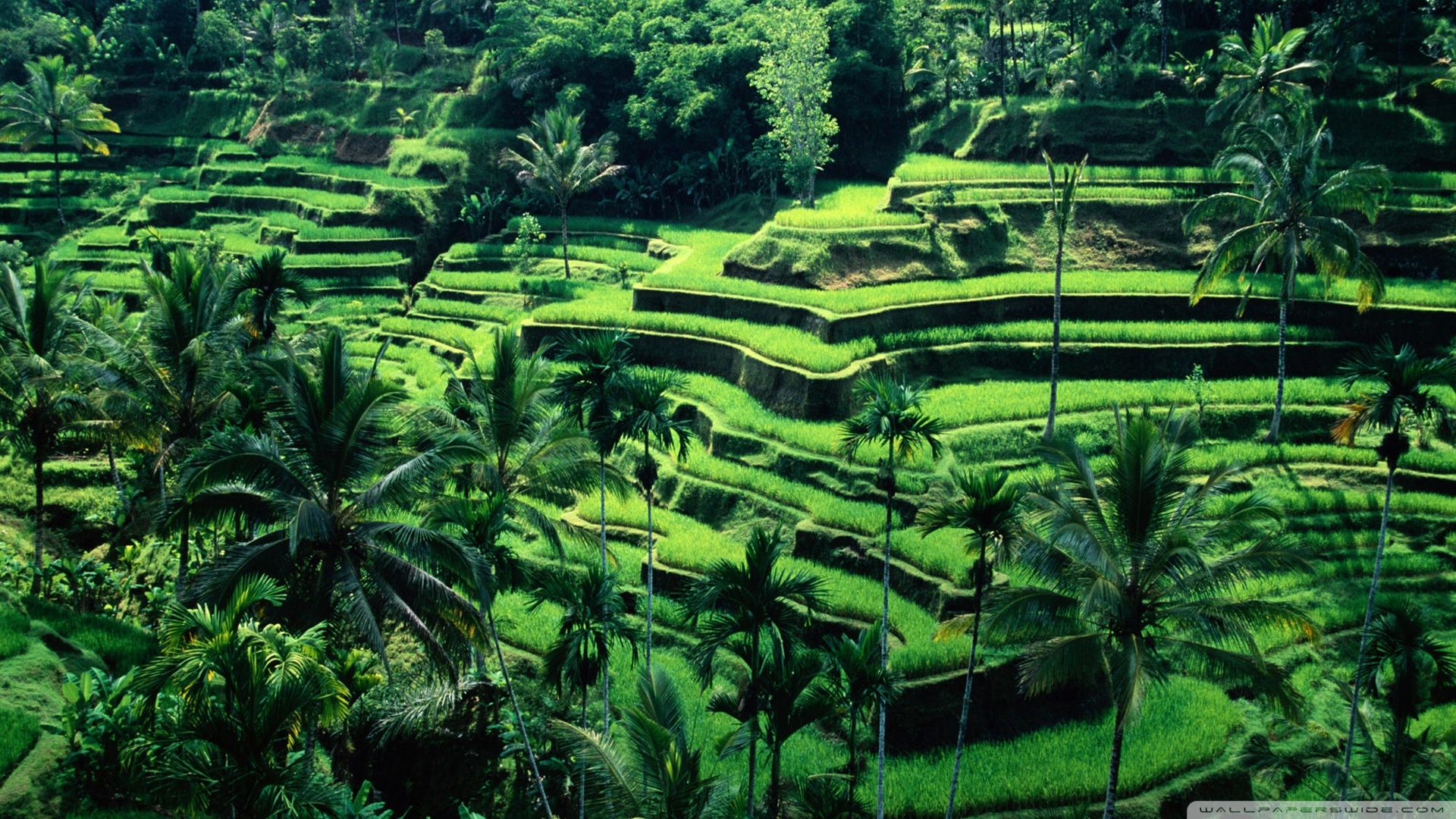 1920x1080 Ubud Bali Indonesia Wallpaper, Desktop