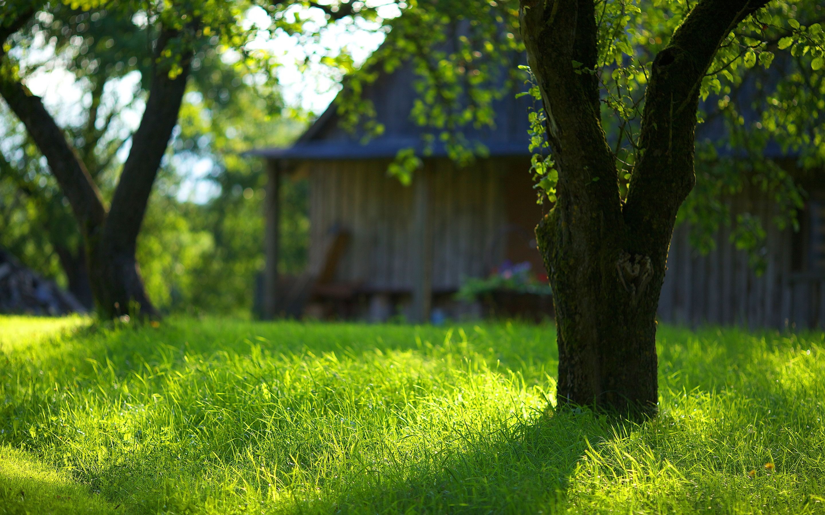 2880x1800 Summer garden green grass, Desktop