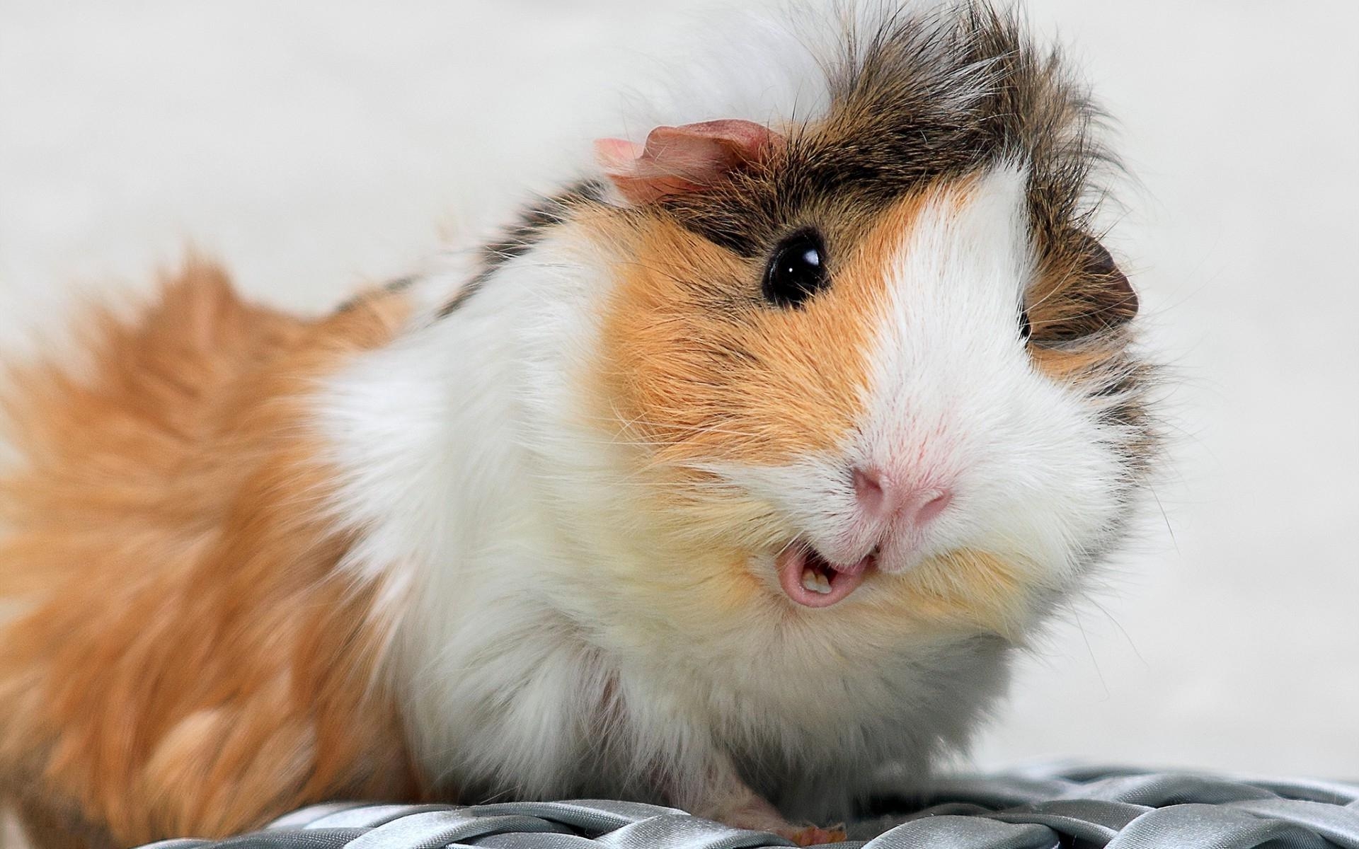 1920x1200 guinea pigs wallpaper HD con Google. conejillos de, Desktop