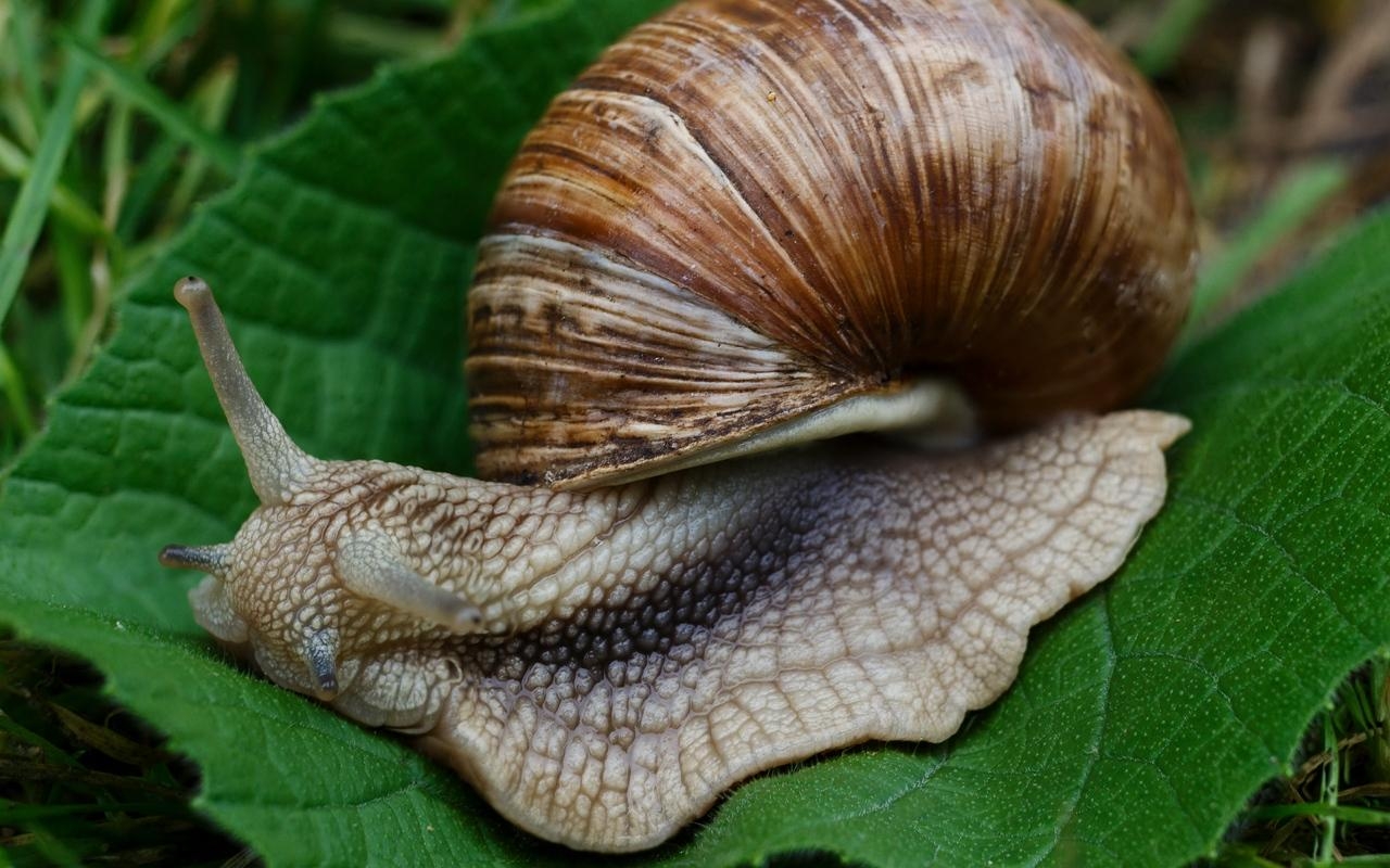 1280x800 Download wallpaper  snail, slugs, macro, shell, Desktop