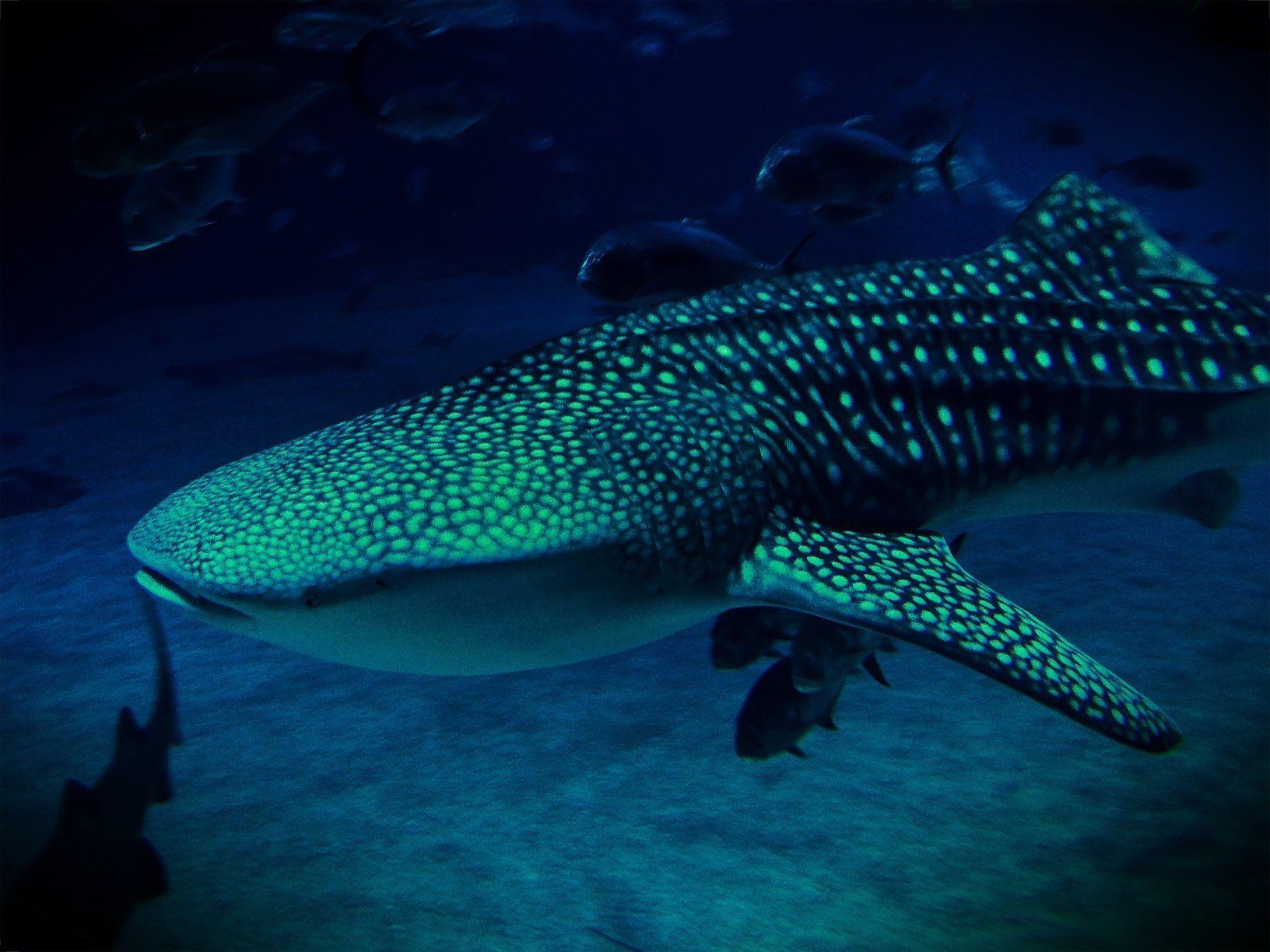 1640x1230 Whale shark underwater ocean sea wallpaperx1224, Desktop