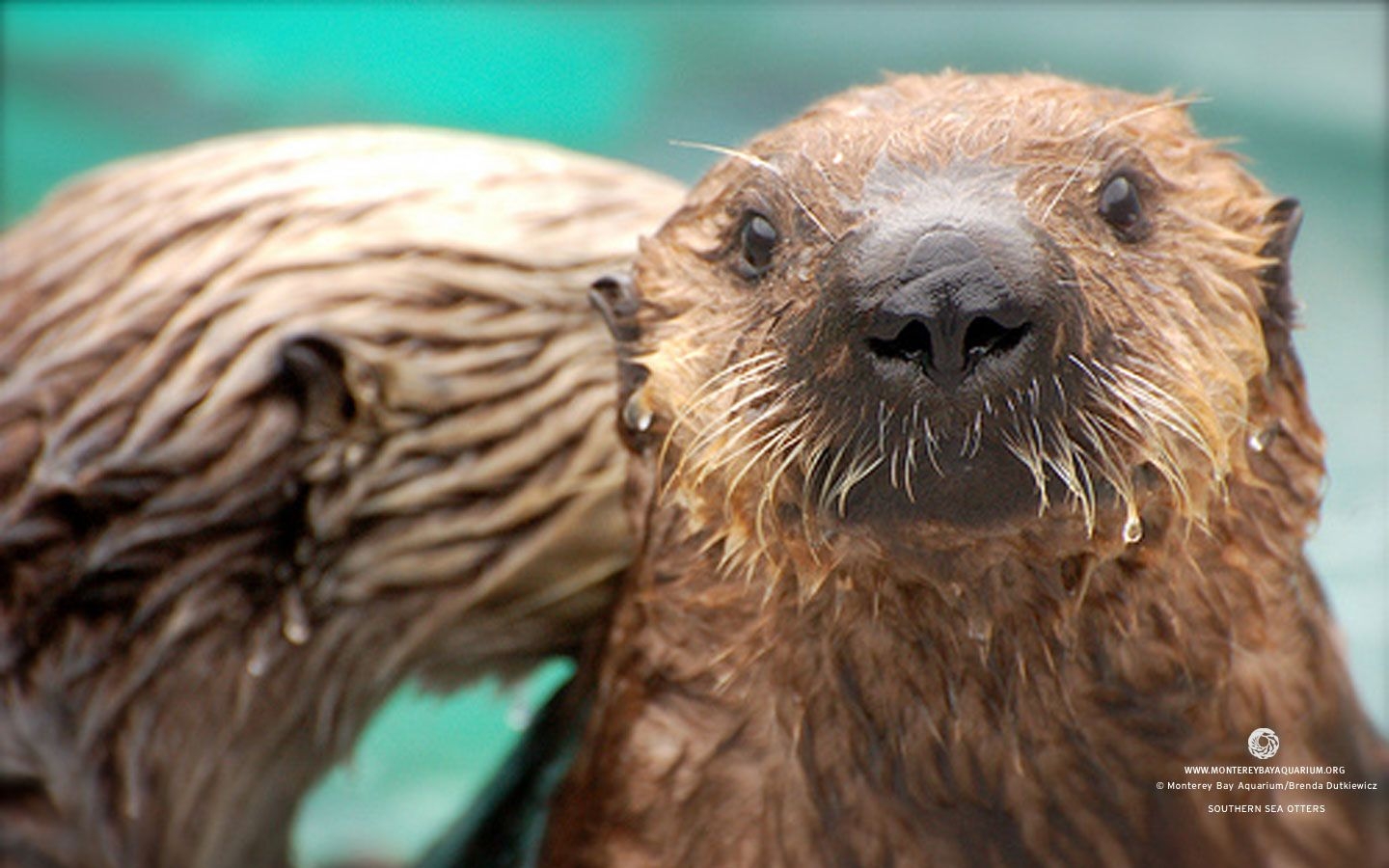 1440x900 Free download Monterey Bay Aquarium Wallpaper Release Date Price, Desktop