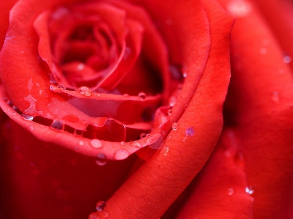 1030x770 Cool Red Rose Flower Desktop Wallpaper, Desktop