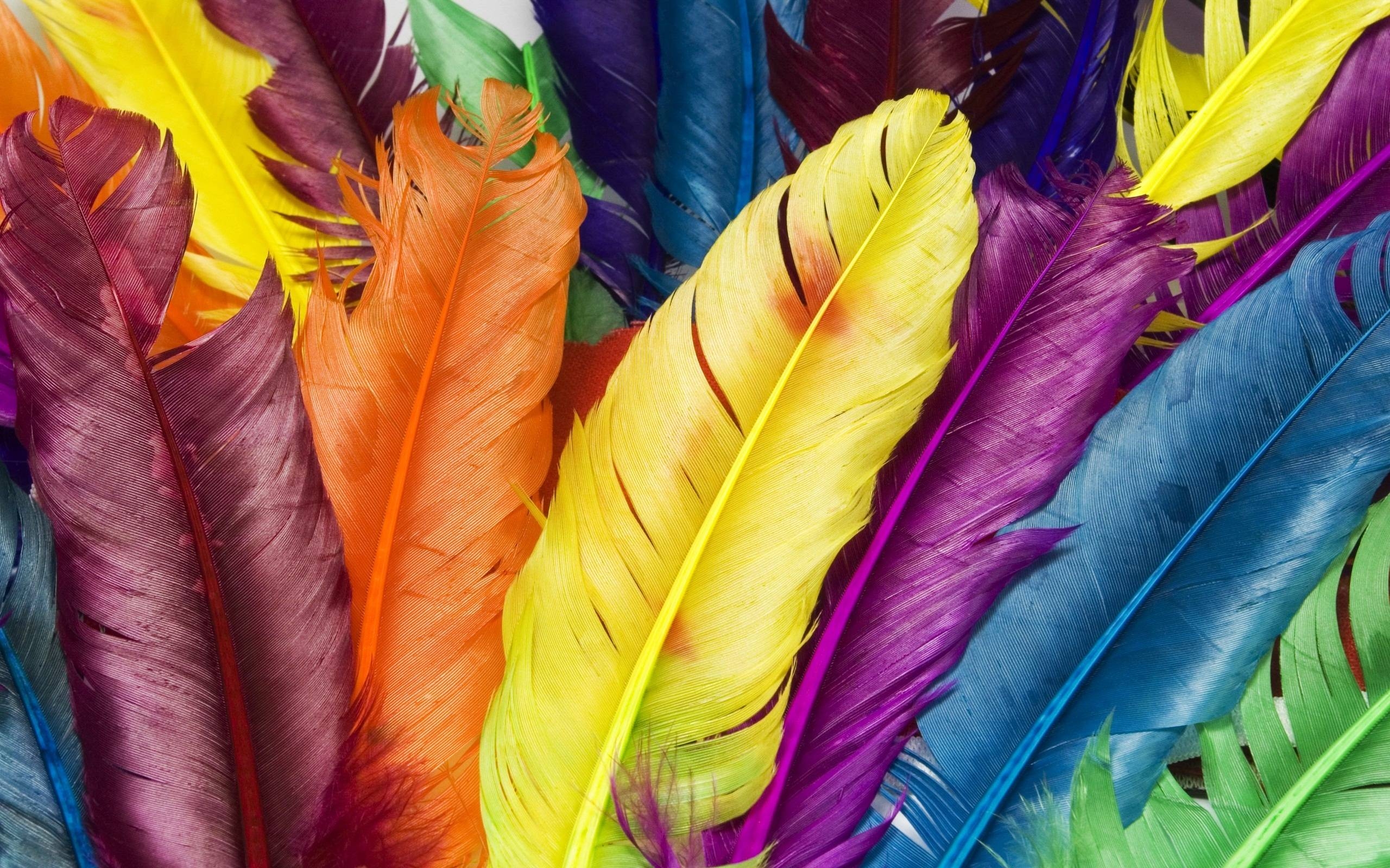 2560x1600 Feathers in Colors Wallpaper, Desktop