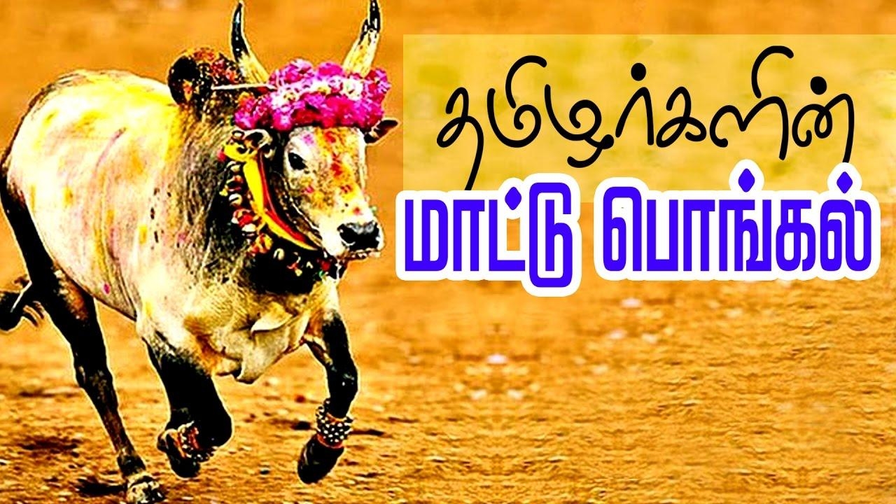 1280x720 Best collections of Jallikattu Image, Jallikattu, Desktop