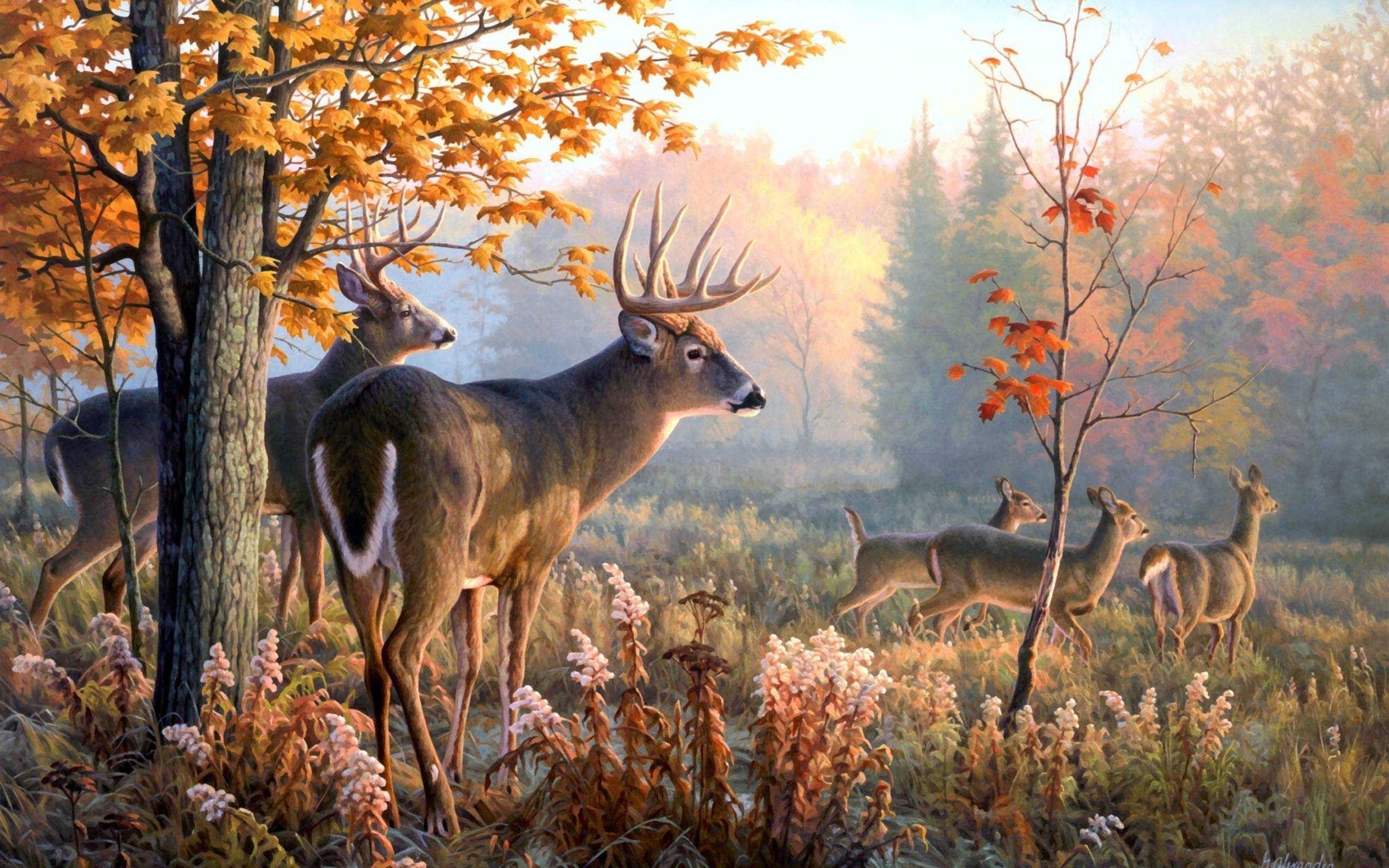 2560x1600 Deer Hunting Wallpaper HD High Quality Desktop Of Computer, Desktop