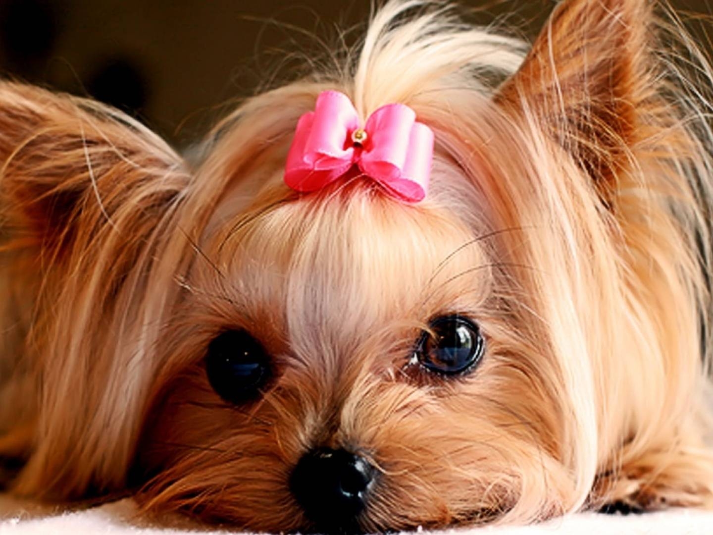 1440x1080 yorkie puppies wallpaper Desktop Wallpaperk HD, Desktop