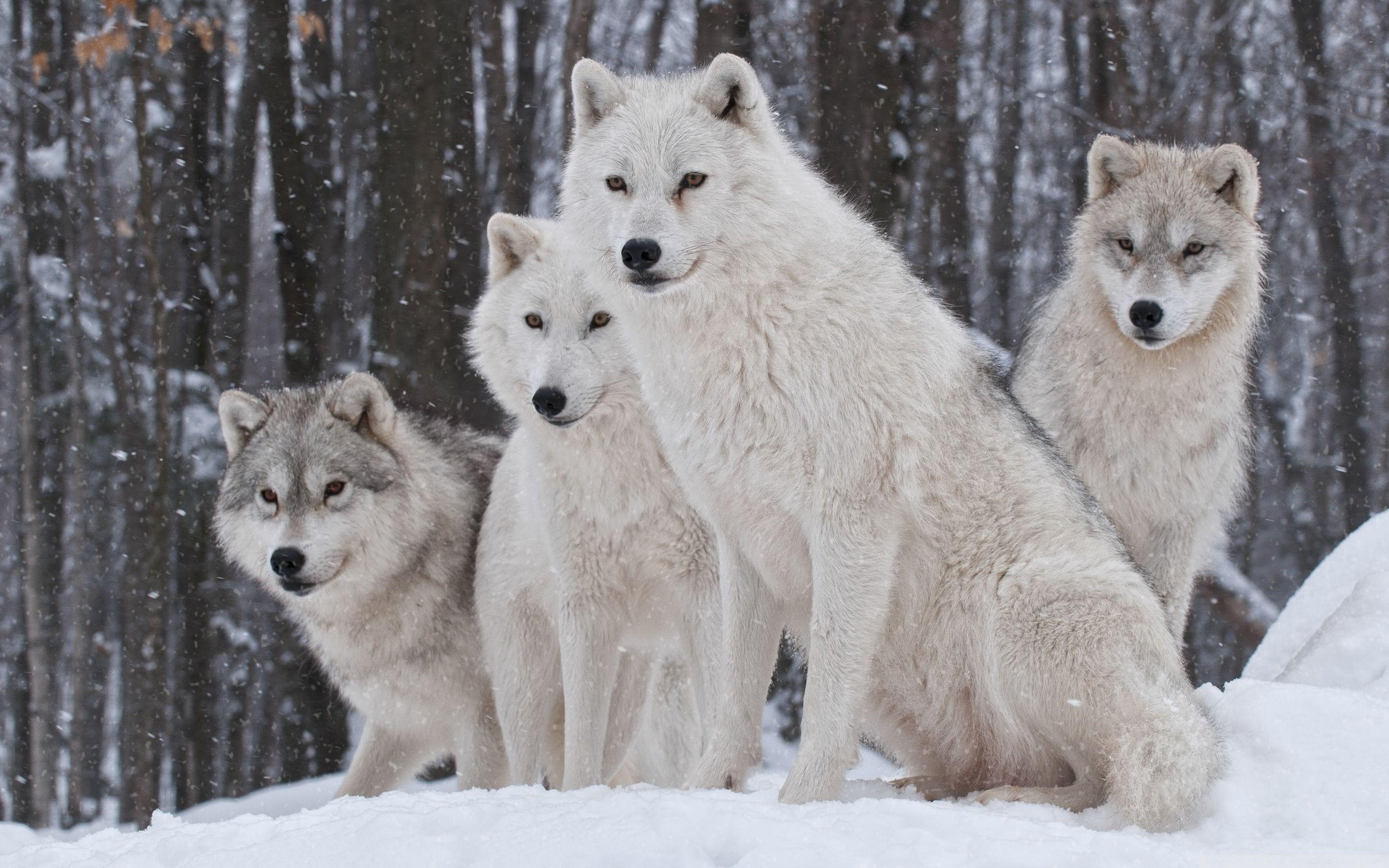 2880x1800 White Wolves Pack ❤ 4K HD Desktop Wallpaper for 4K Ultra HD TV, Desktop