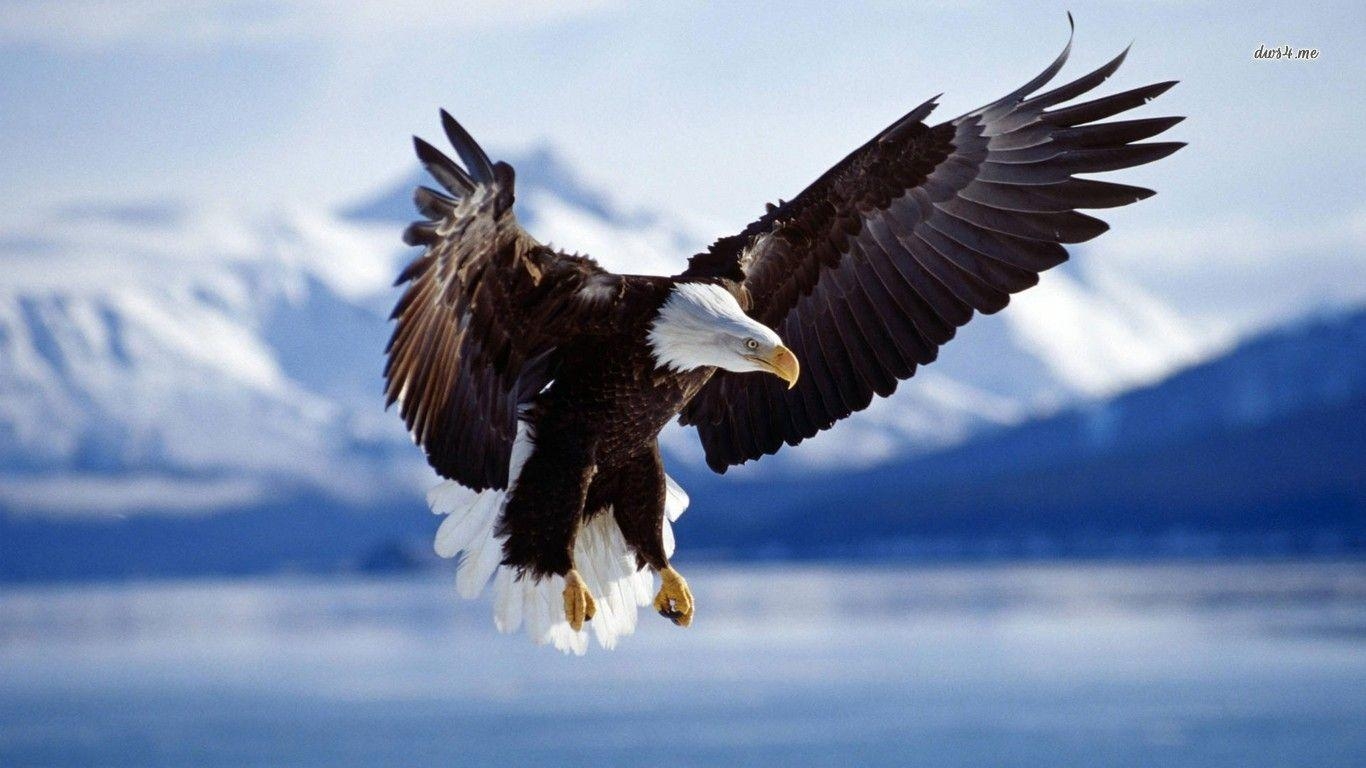 1370x770 Bald Eagle Wallpaper HD Image, Desktop