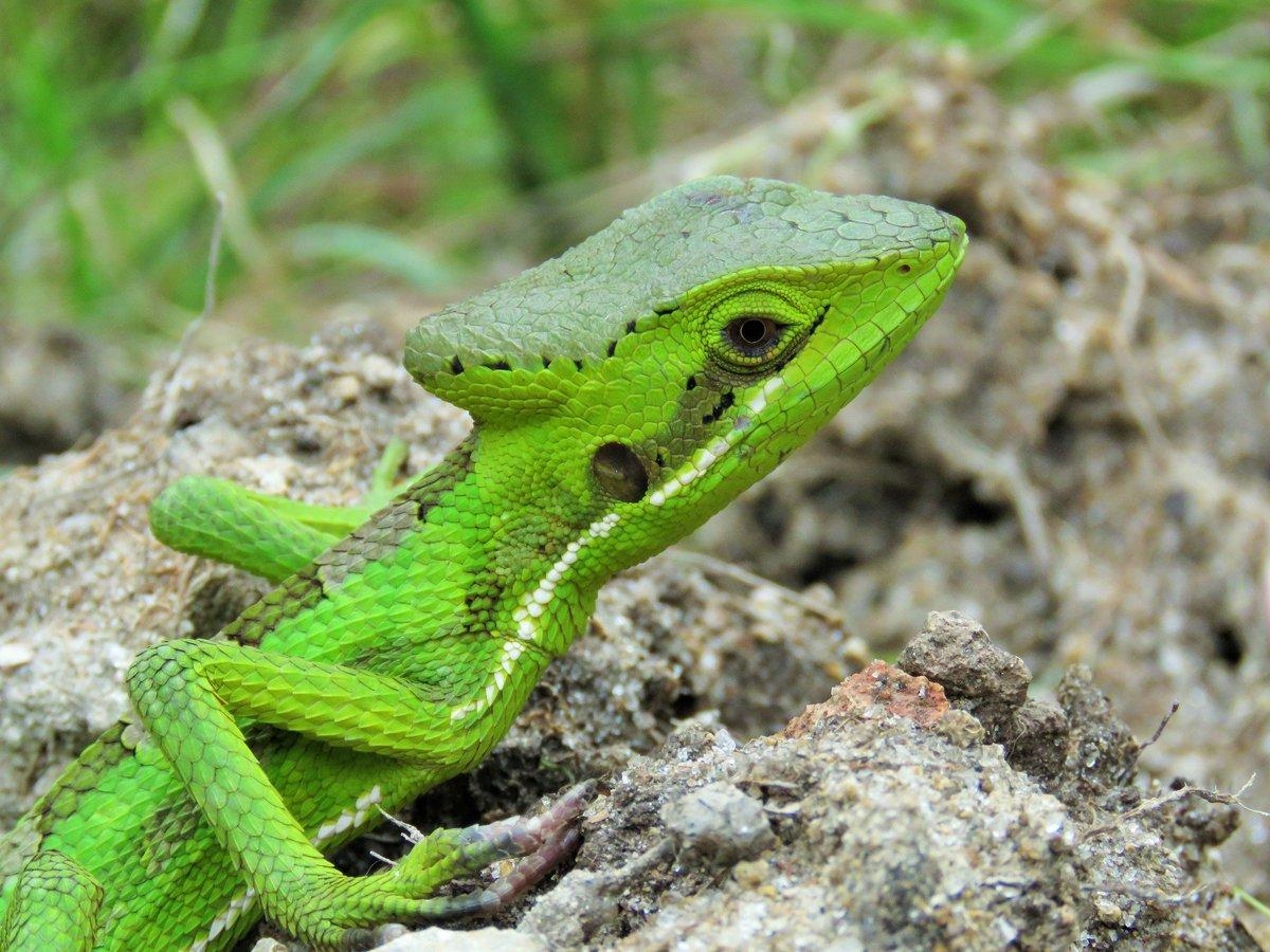 1200x900 Reptile World Facts Casquehead Iguana, Desktop