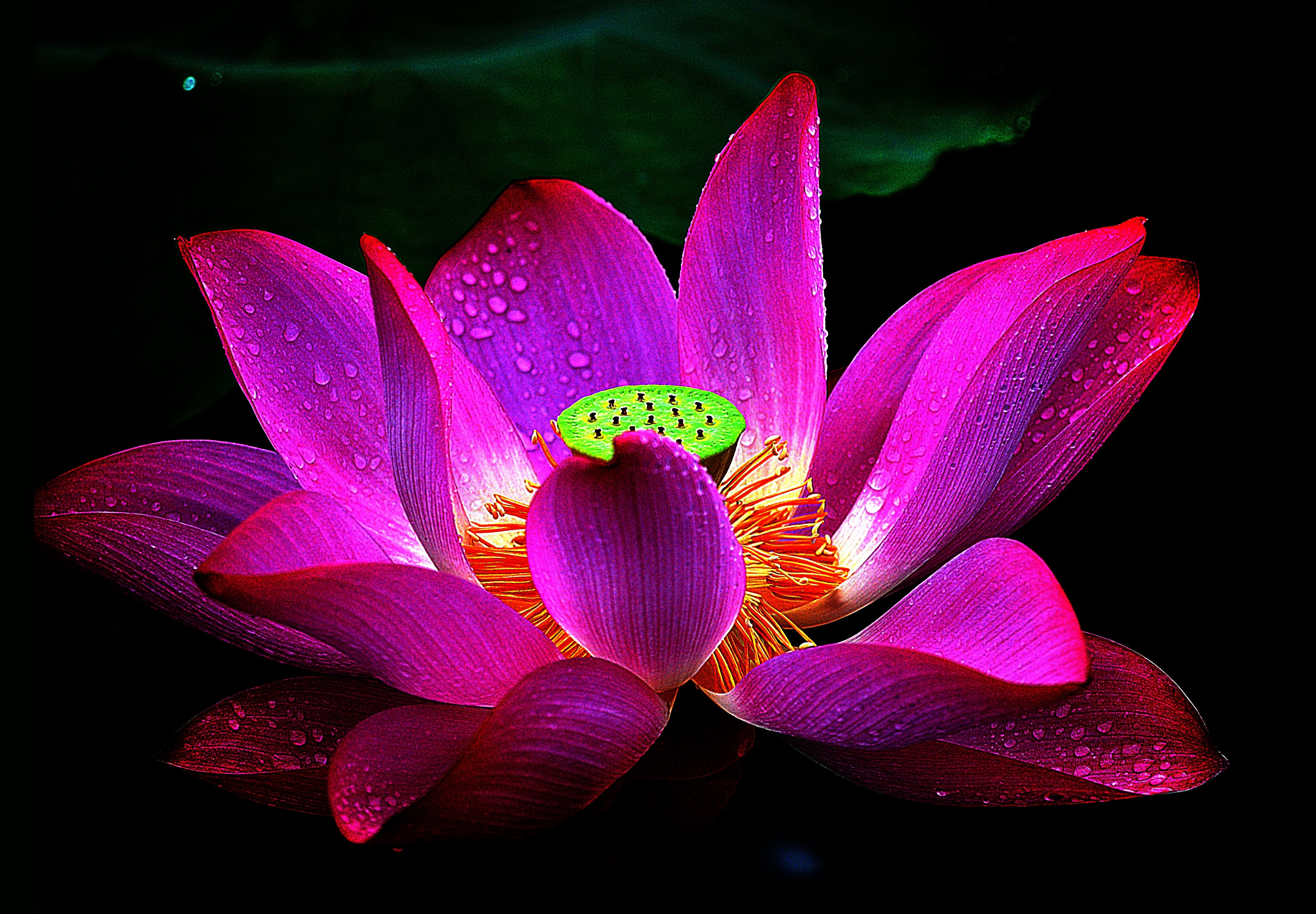 4030x2800 Lotus Flower Wallpaper, Picture, Image, Desktop