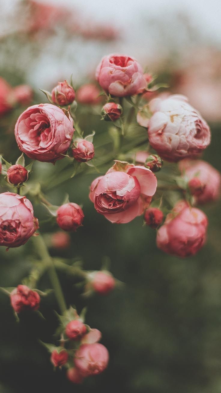 740x1310 Romantic Roses iPhone X Wallpaper, Phone