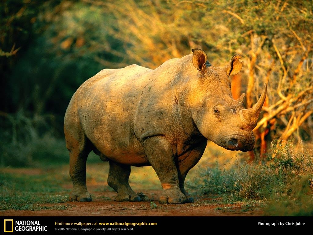 1030x770 Rhinoceros Picture, Rhinoceros Desktop Wallpaper, Free Wallpaper, Desktop