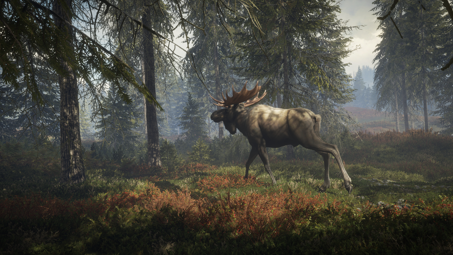 1920x1080 theHunter Call of the Wild Moose Forest, Desktop