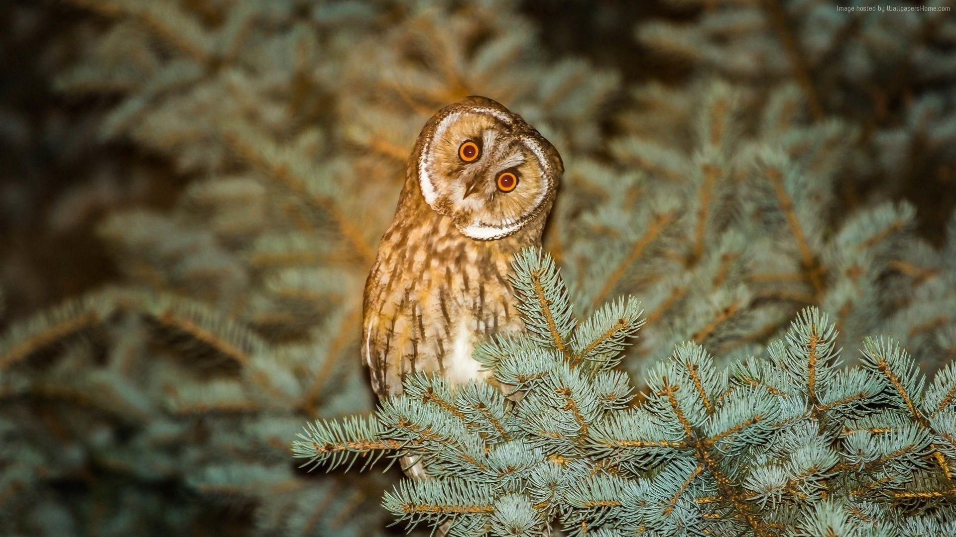 1920x1080 Barn Owl Wallpaper, Desktop