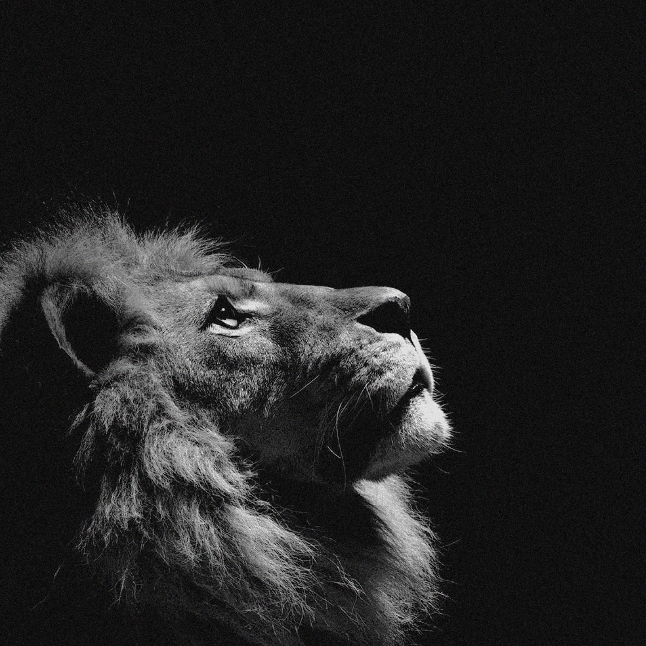 2740x2740 Lion Looking Sky Animal Nature Dark Photo, Phone