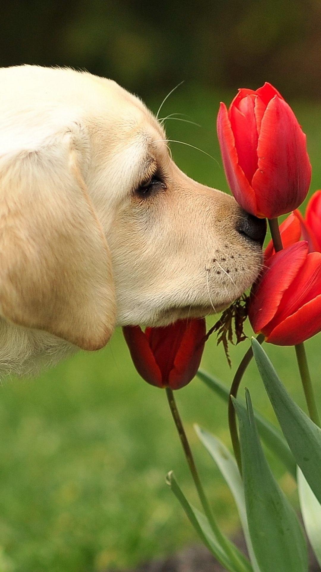 1080x1920 Wallpaper dog, flowers, nature. Animals beautiful, Cute, Phone