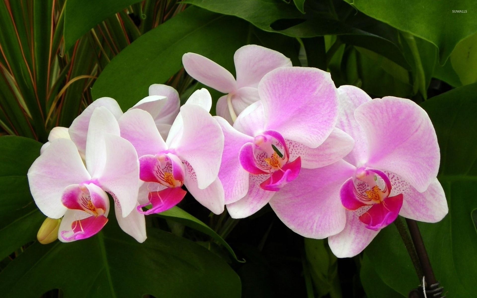 1920x1200 Pink orchids [2] wallpaper wallpaper, Desktop