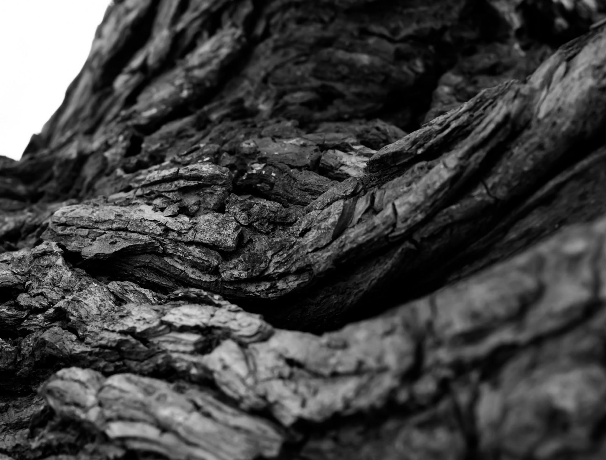 2050x1560 Download  Tree Bark, Root, Monochrome Wallpaper, Desktop