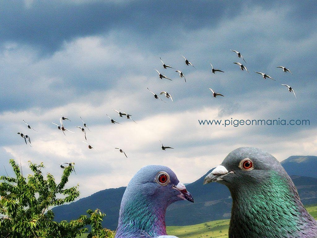 1030x770 pigeon wallpaper Image Wallpaper. Nicobar pigeon, Pigeon, Desktop