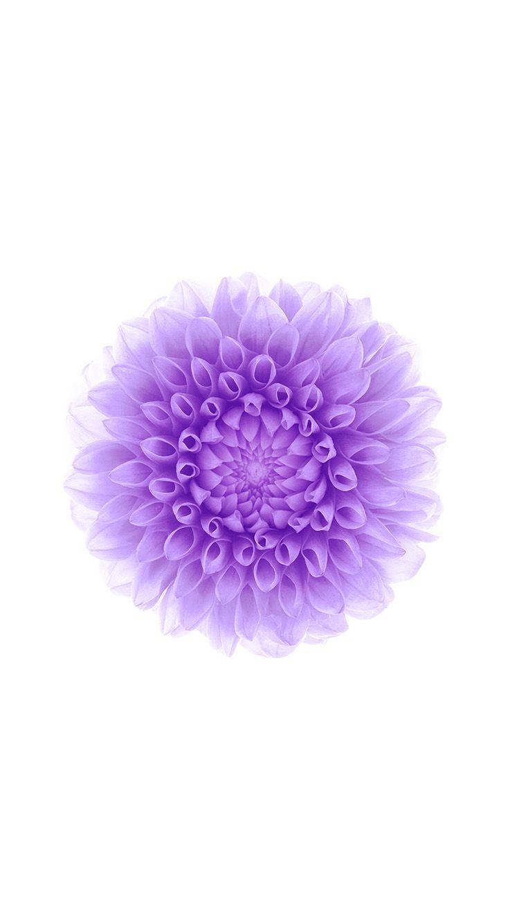 750x1340 iPhone 6 Official Wallpaper (purple flowers). HD iPhone 6, Phone