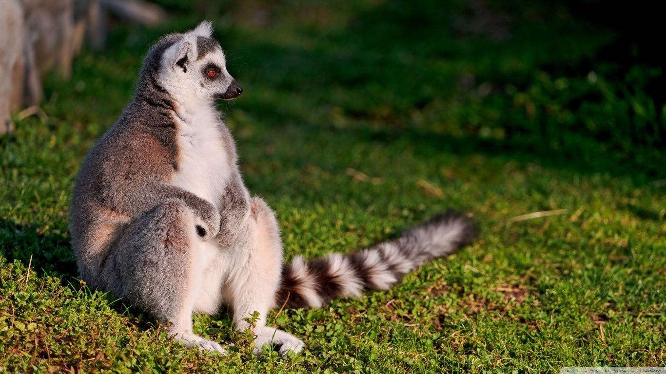 1370x770 Ring Tailed Lemur ❤ 4K HD Desktop Wallpaper For 4K Ultra HD TV, Desktop