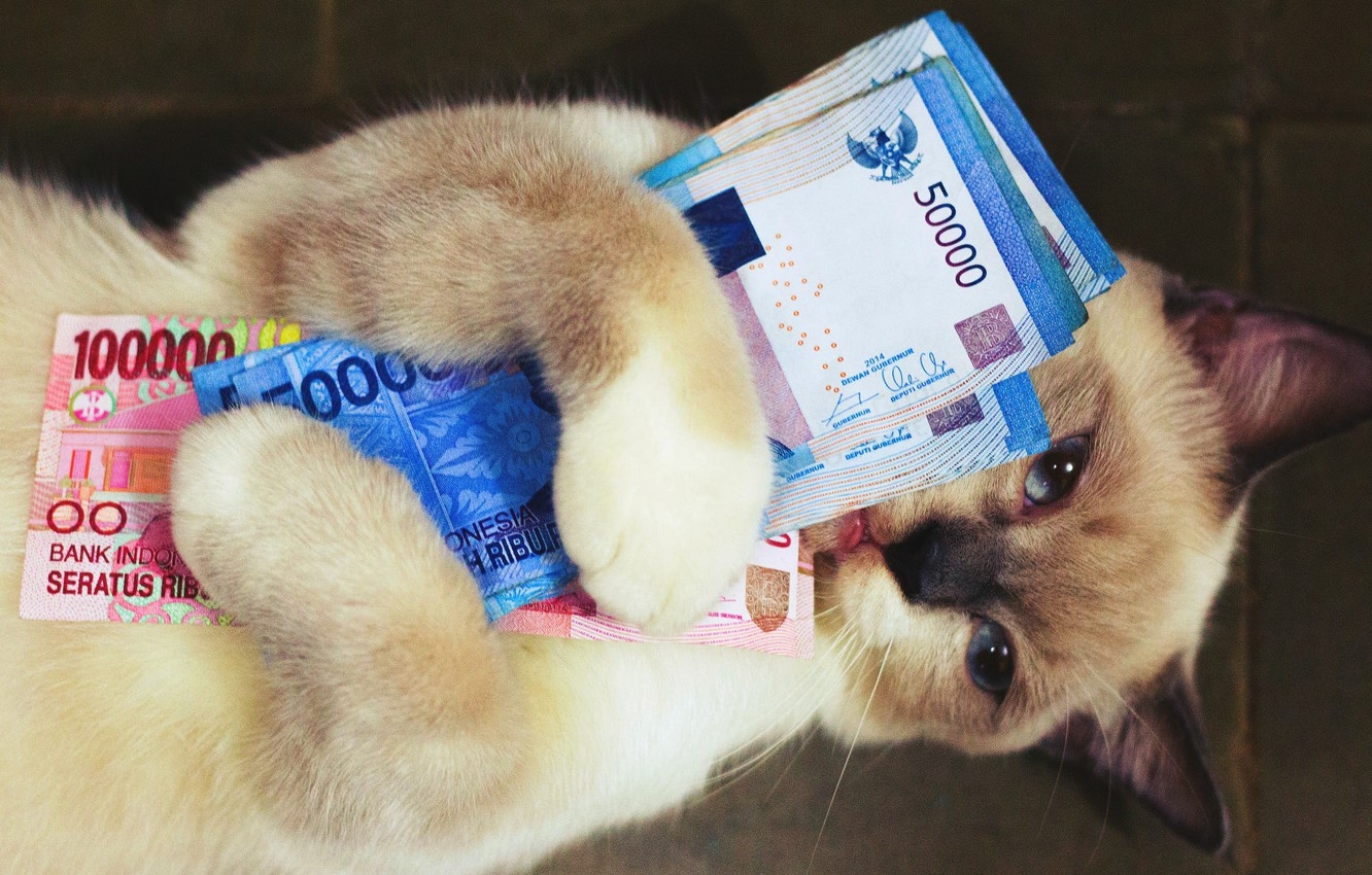 1340x850 Wallpaper Cat, Cat, Face, Pose, Background, Money, Legs, Lies, Finance, Bills, Siamese, Blue Eyed, Tools, Millionaire, Loot, In The Arms Of Image For Desktop, Section кошки, Desktop