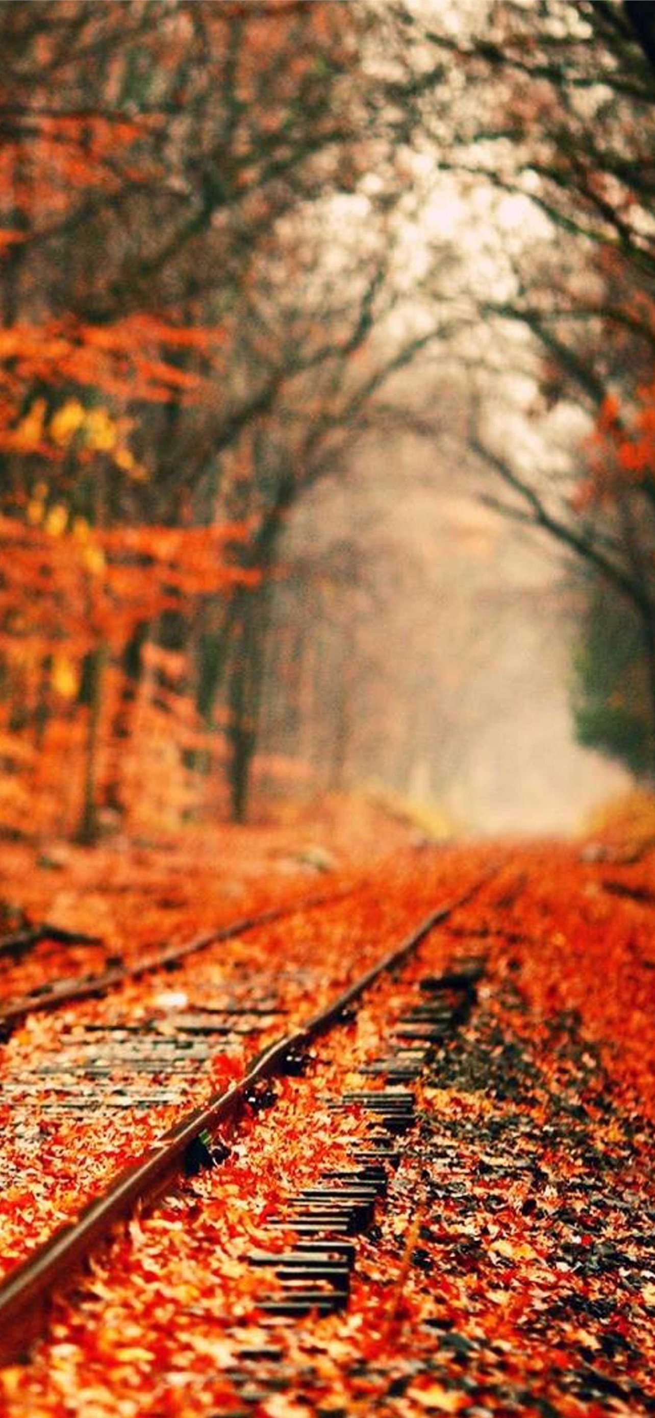 1290x2780 Fall Awesome Free HD iPhone Wallpaper Free Download, Phone