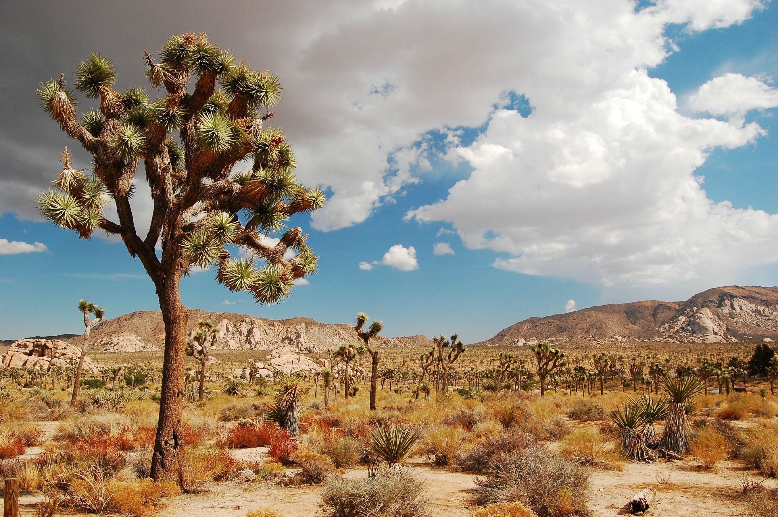 2710x1800 1280x800px Joshua Tree National Park (227.82 KB).08, Desktop