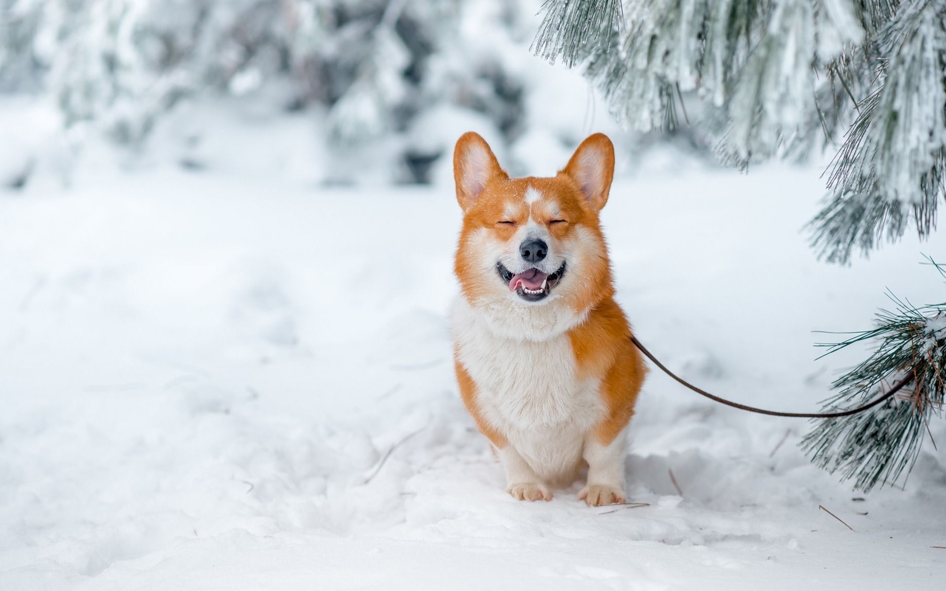 1920x1200 Download wallpaper Welsh Corgi, ginger dog, winter, snow, forest, pets, dogs, breeds of dogs, 4k for desktop with resolution. High Quality HD picture wallpaper, Desktop