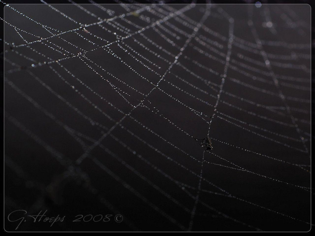 1280x960 wet spiderweb wp, Desktop