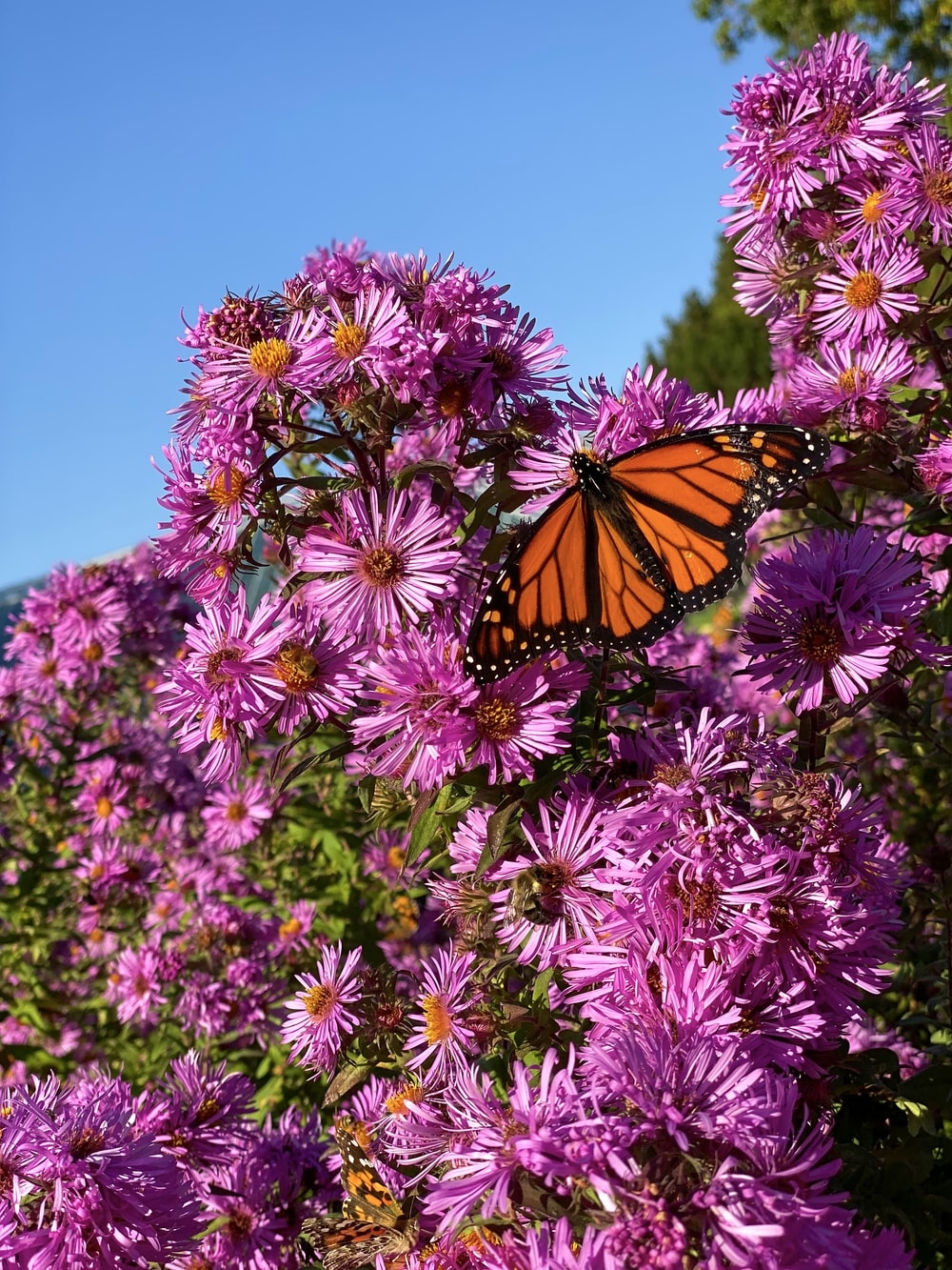 1000x1340 Butterfly Garden Picture. Download Free Image, Phone