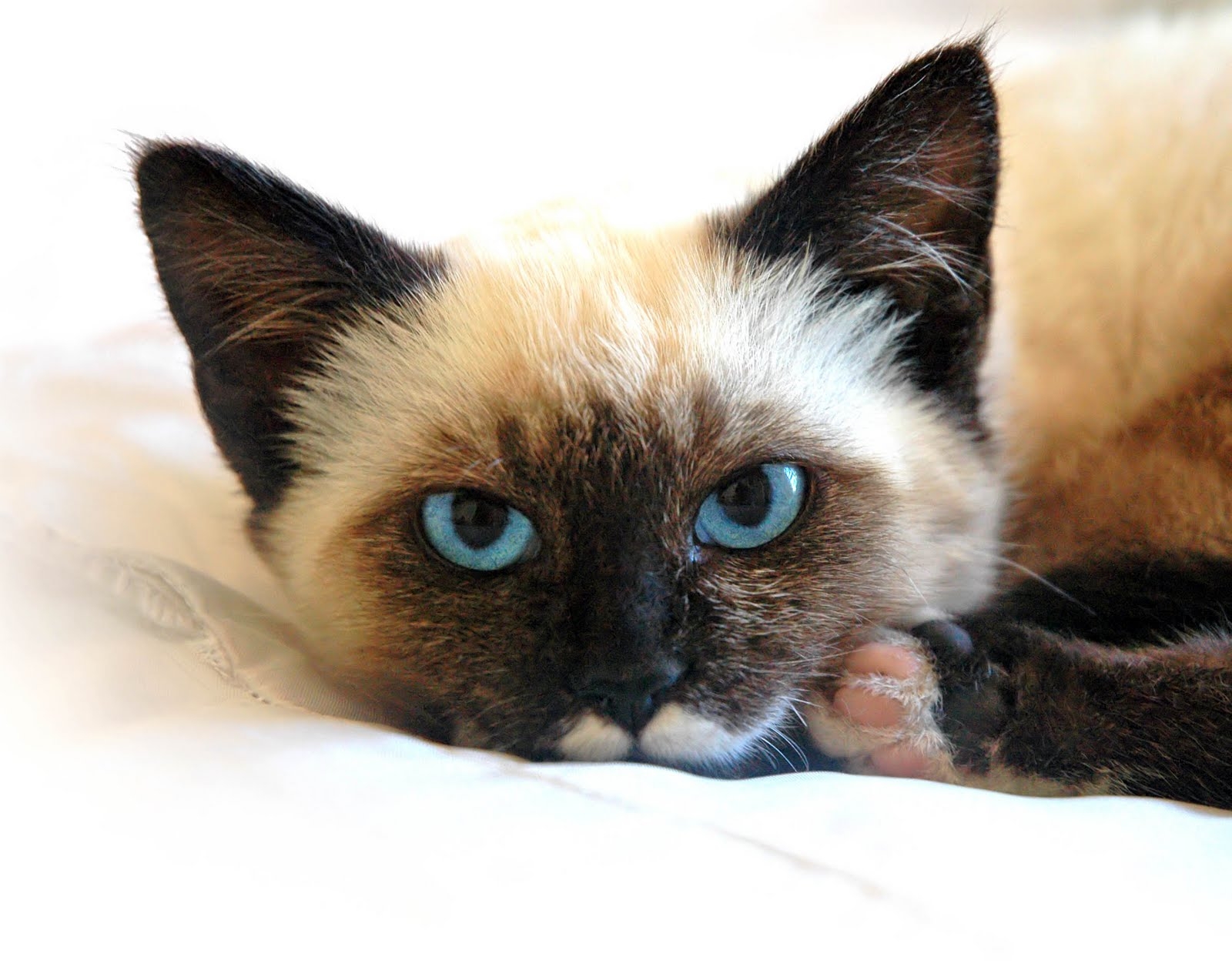 1600x1260 Siamese cat Wallpaper, Desktop