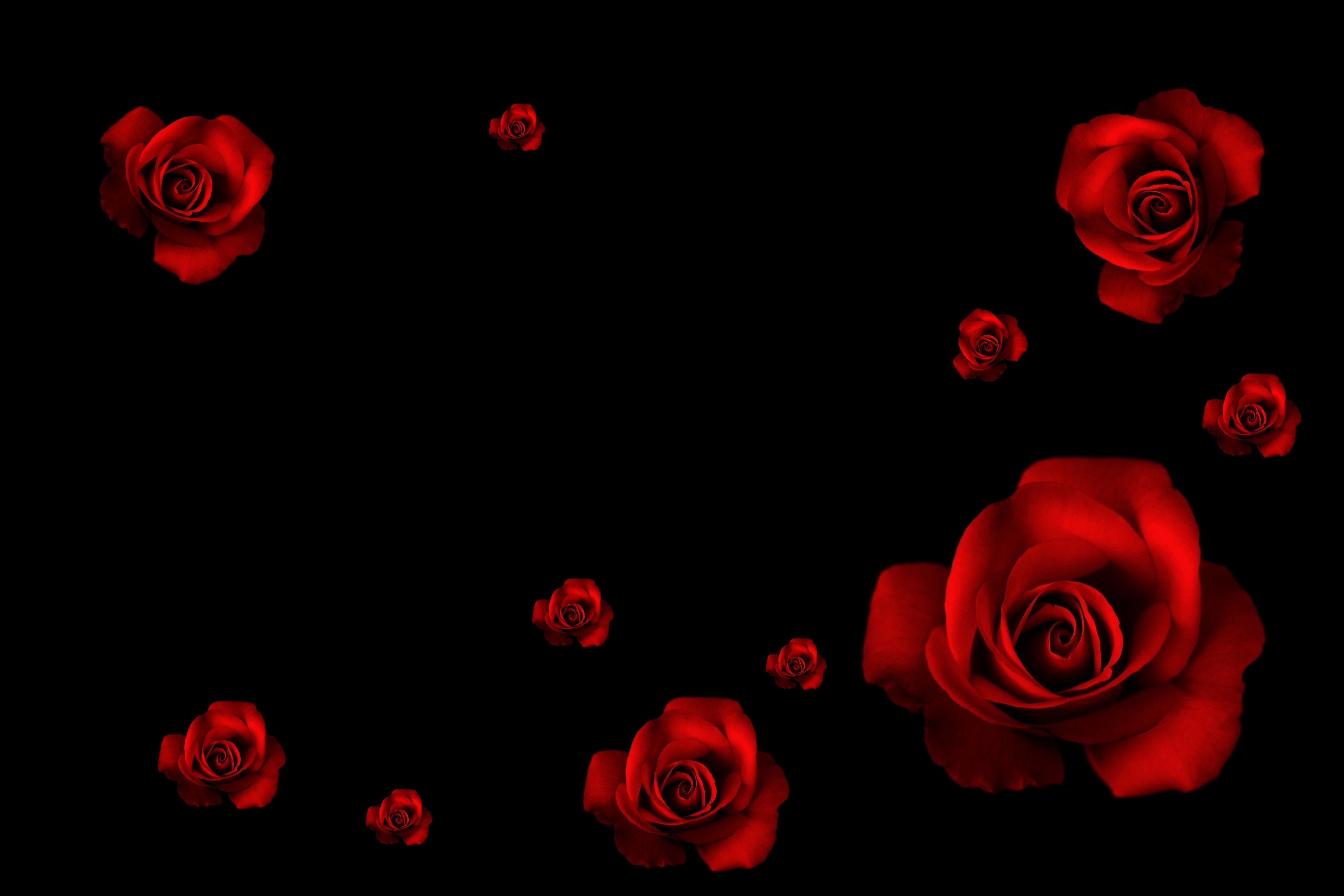 5120x3420 Red Rose Aesthetic Wallpaper, Desktop