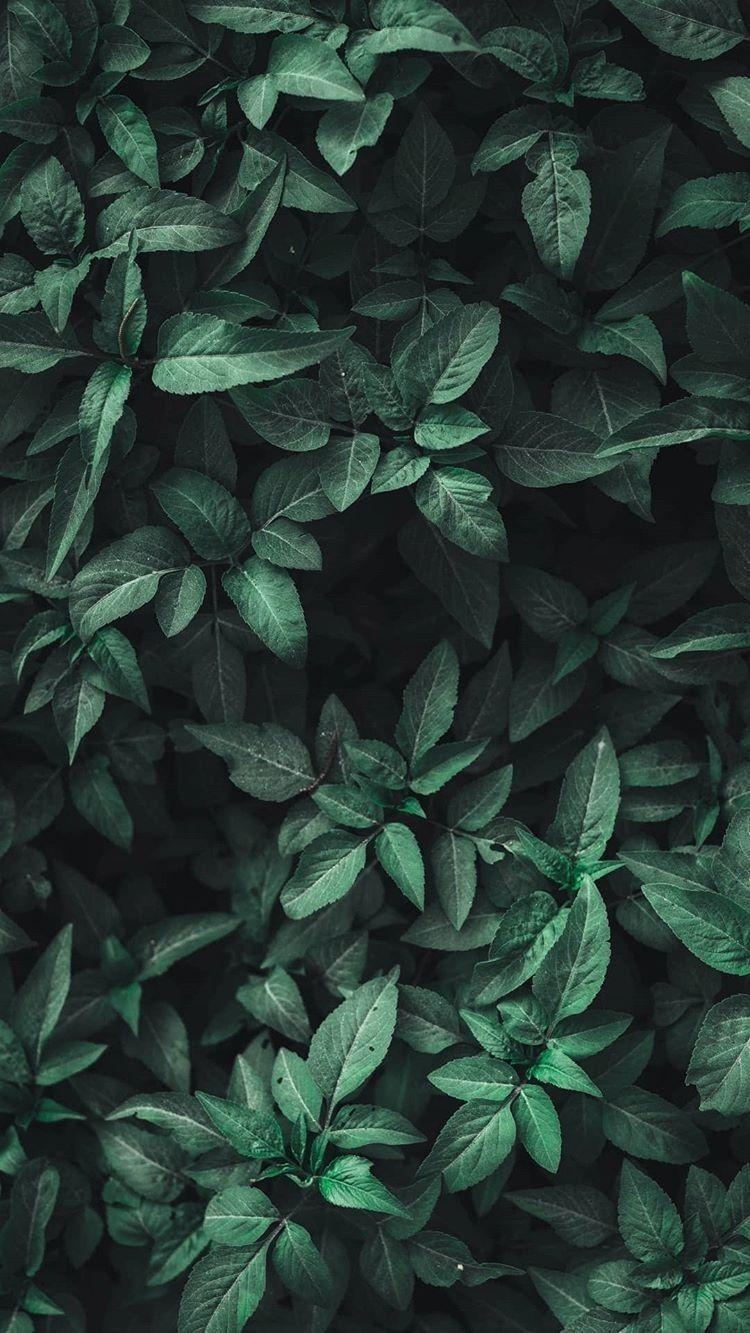 750x1340 Green Aesthetic #green #aesthetic #leaves #nature #wallpaper, Phone