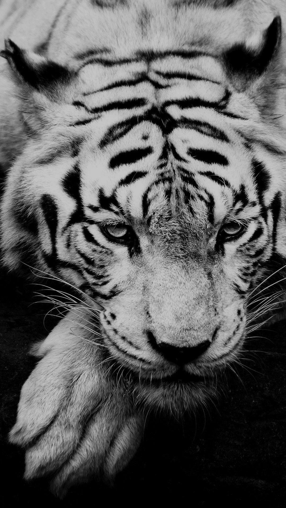 1080x1920 Black And White Tiger Portrait #iPhone #wallpaper. iPhone 6, Phone