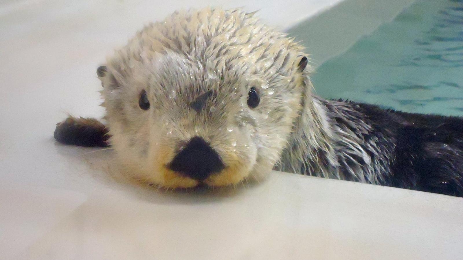 1600x900 Cute Sea Otter Wallpaper, Desktop