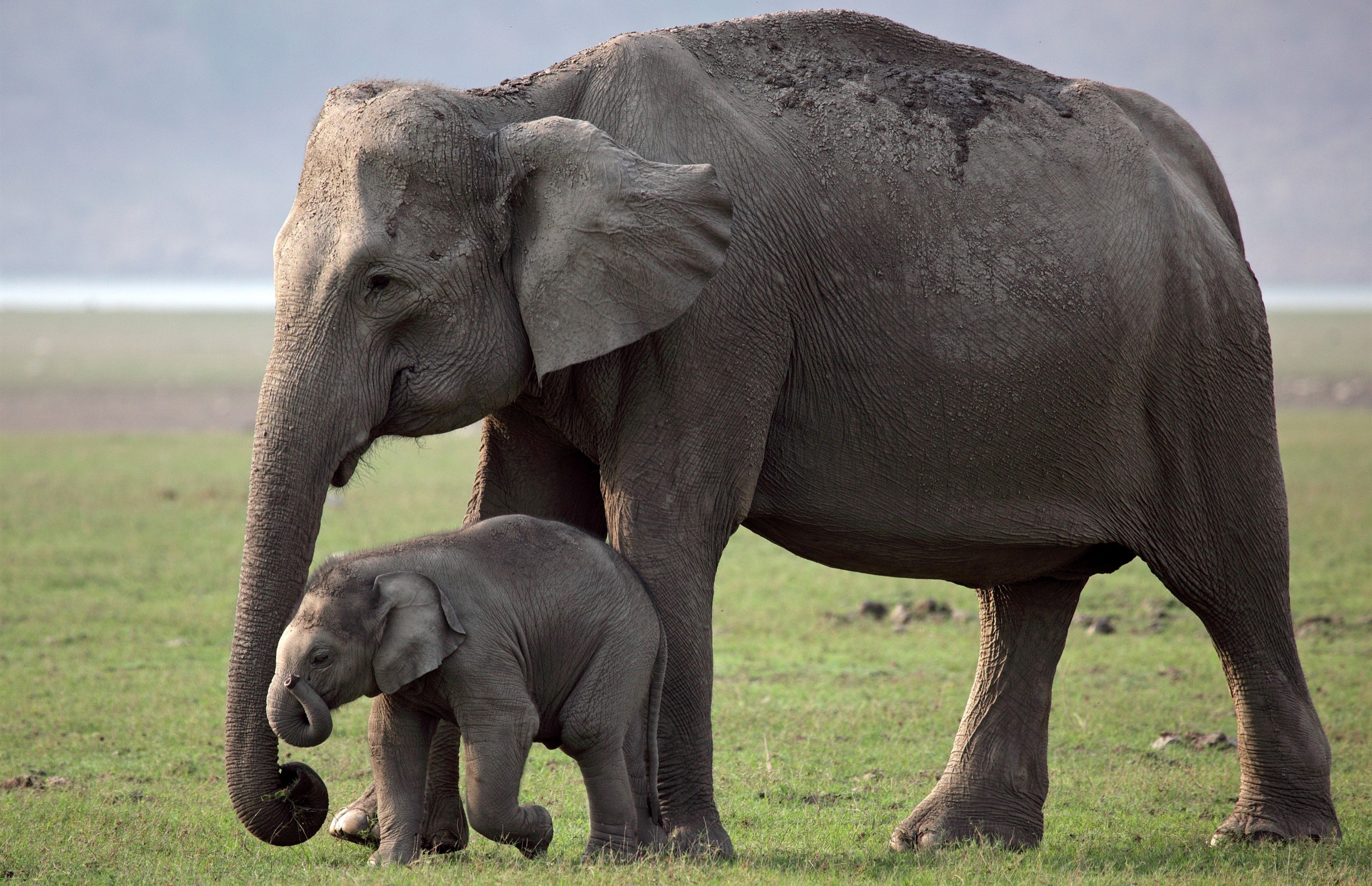 3840x2480 Cutest Child With Mother Elephant 4K Wallpaper, Desktop