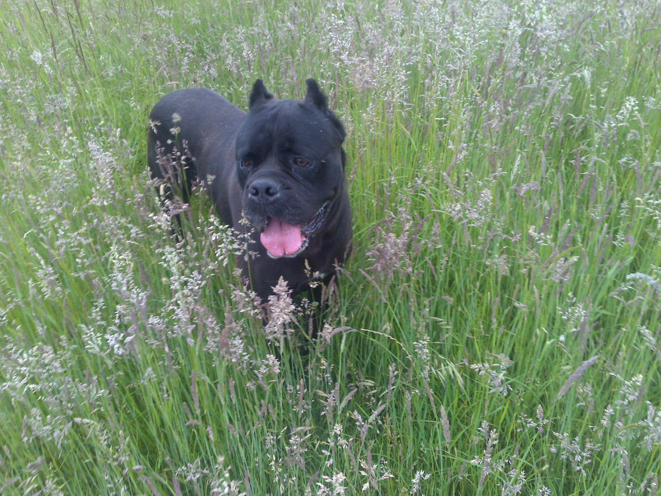 2600x1950 Cane Corso in the grass photo and wallpaper. Beautiful Cane Corso, Desktop