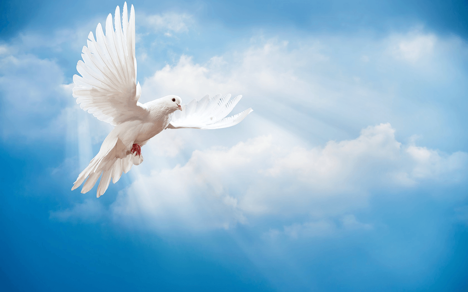 1600x1000 beautiful dove wallpaper, Desktop