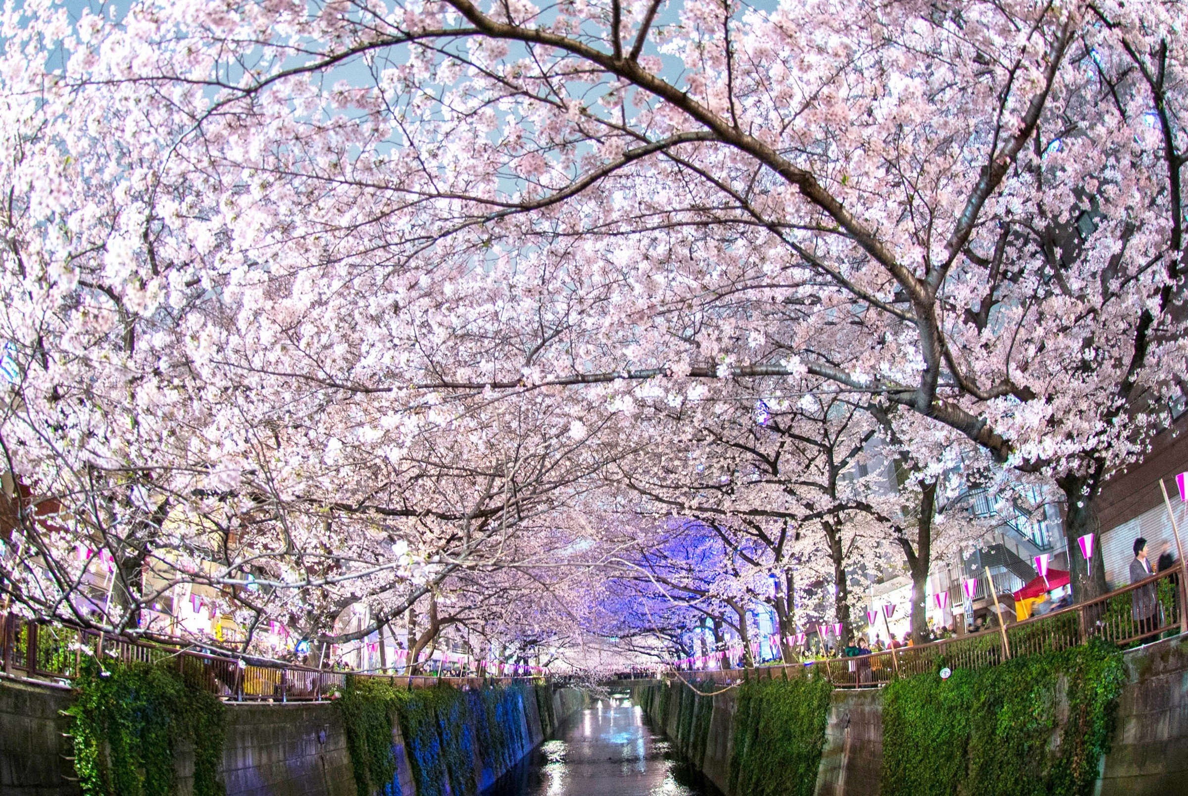 2400x1610 Japan's Cherry Blossom Wallpaper, Desktop