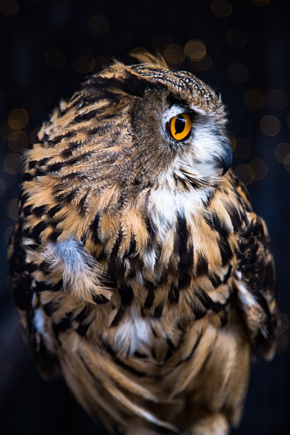 1000x1500 Owl Picture. Download Free Image, Phone