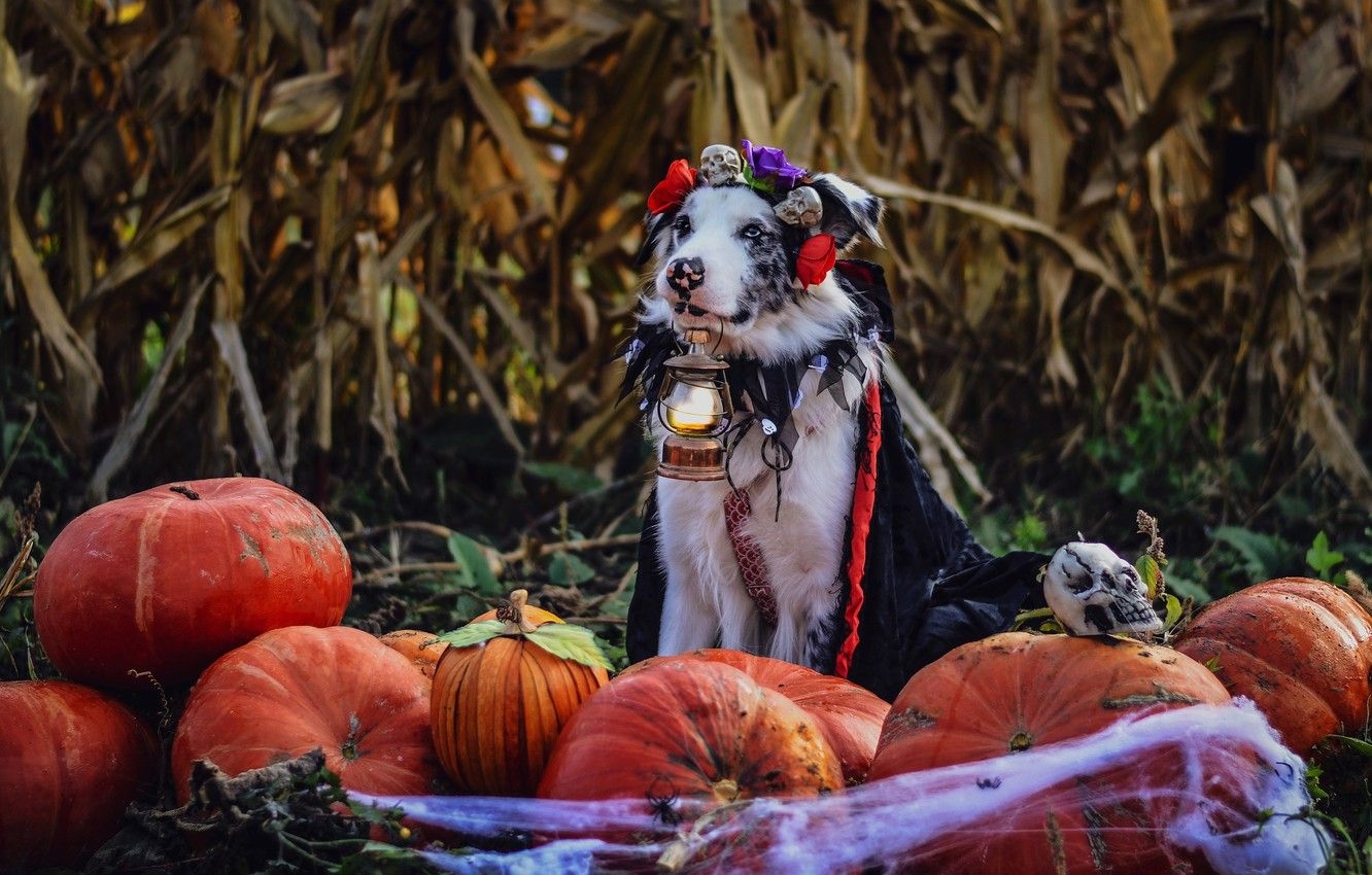 1340x850 Wallpaper autumn, leaves, flowers, holiday, dog, web, spider, harvest, costume, lantern, pumpkin, skull, sitting, Cape, Halloween, Australian shepherd image for desktop, section собаки, Desktop