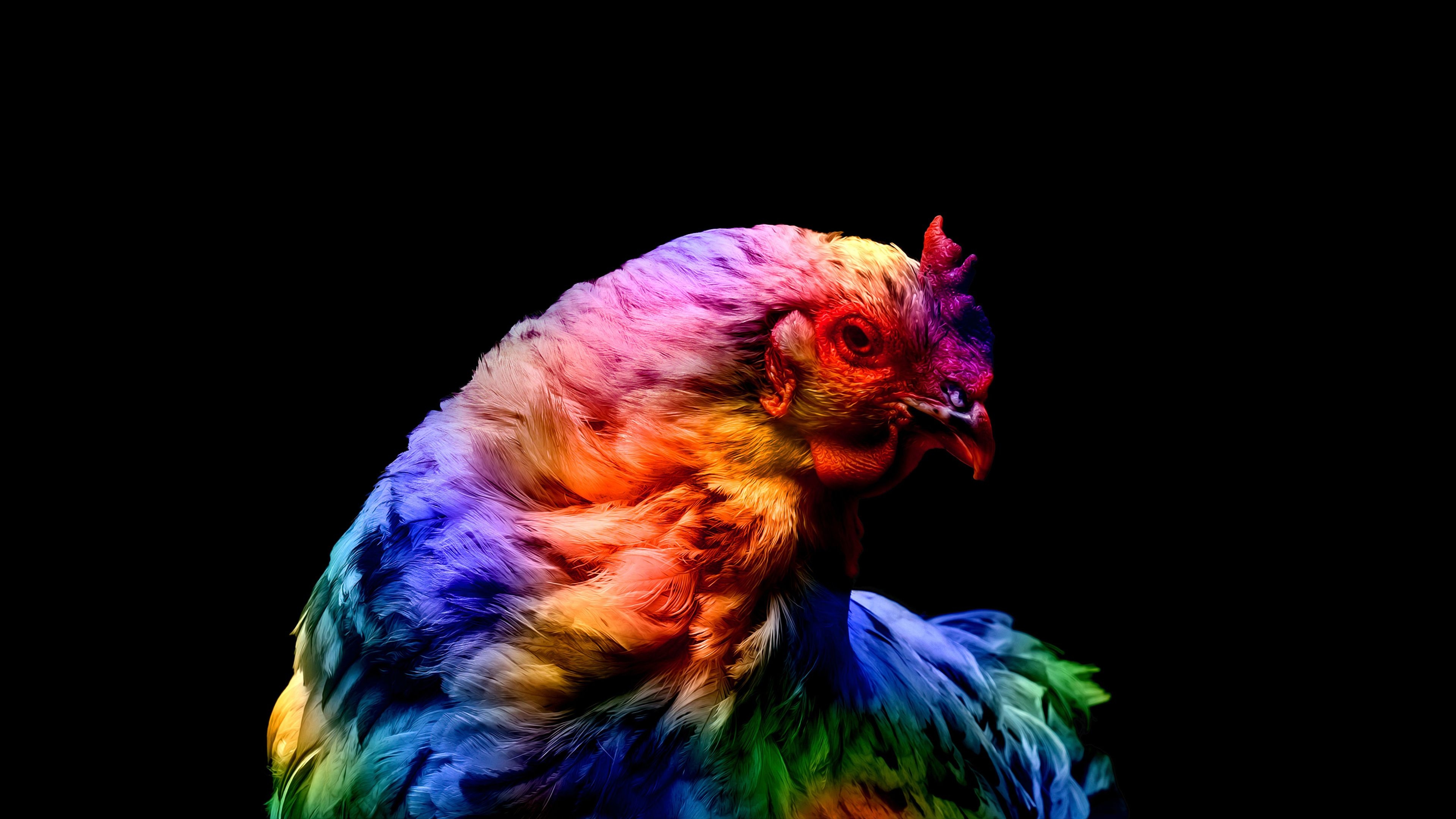 3840x2160 Chicken, Colorful, Black background, AMOLED, 4k Free deskk wallpaper, Ultra HD, Desktop