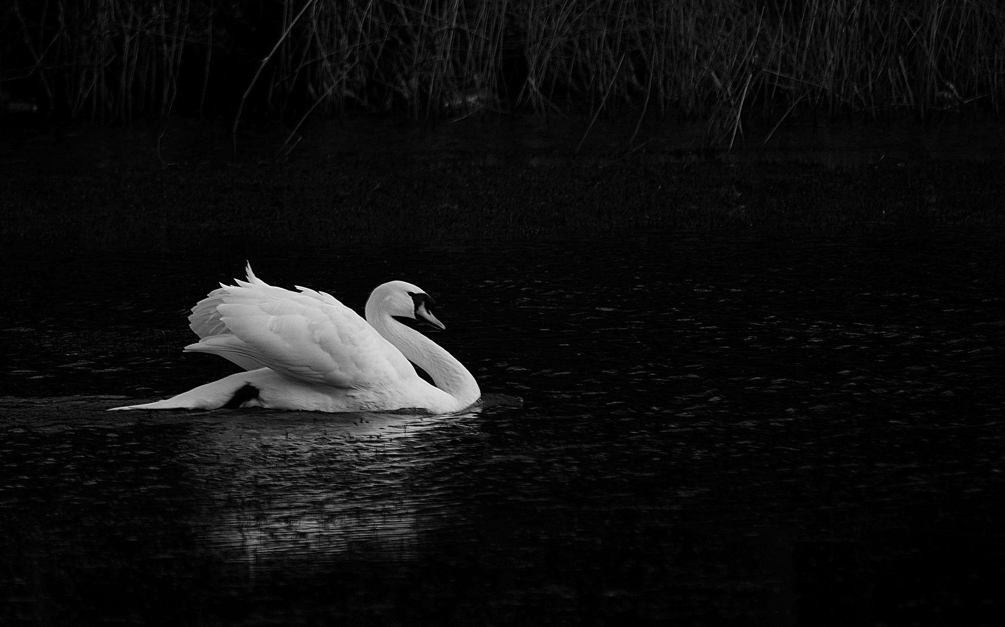 2050x1280 Mute Swan Computer Wallpaper, Desktop Background  Id, Desktop