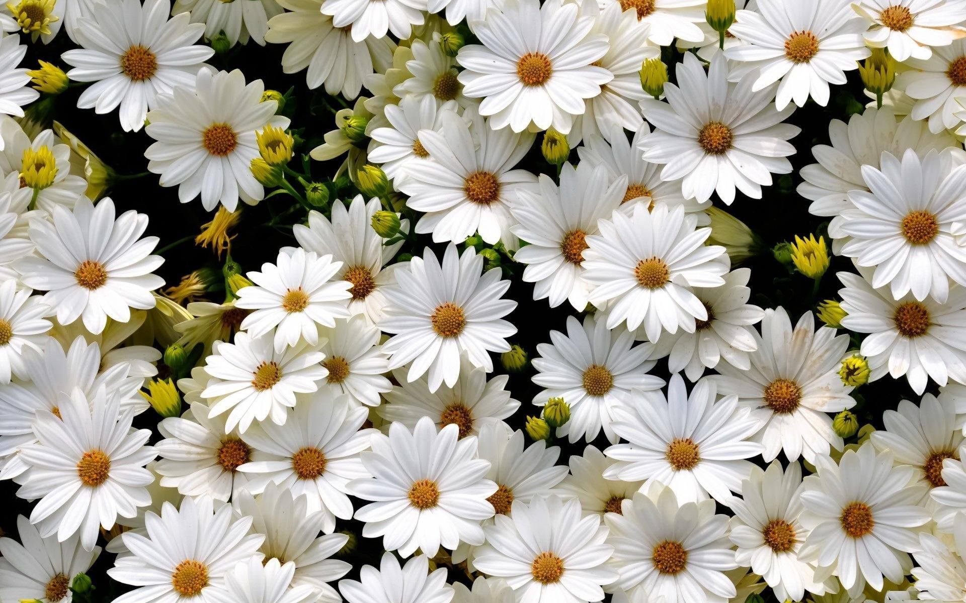 1920x1200 Daisy Flowers Tumblr Wallpaper Phone #jMC. Daisy wallpaper, Desktop