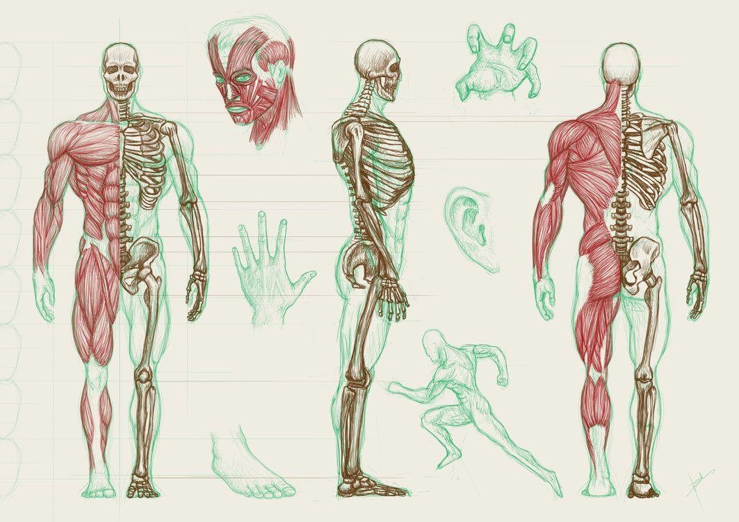 1070x760 Human Anatomy Wallpaper Desktop UPSTORE 1366×768 Anatomy Wallpaper, Desktop