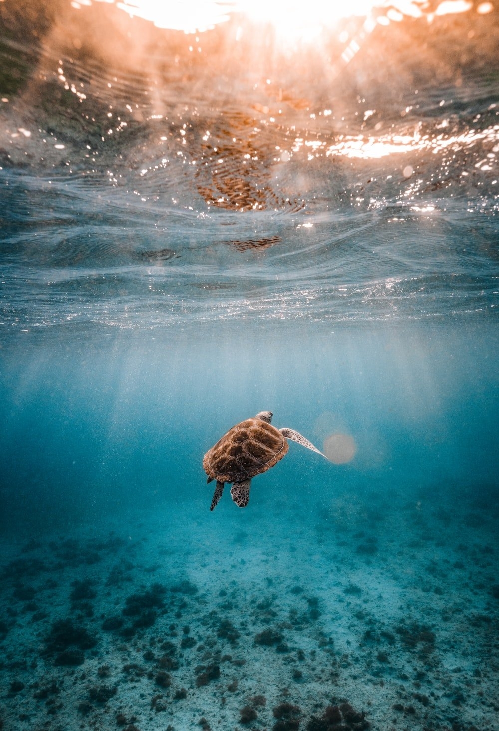 1000x1470 Sea Turtle Picture. Download Free Image, Phone