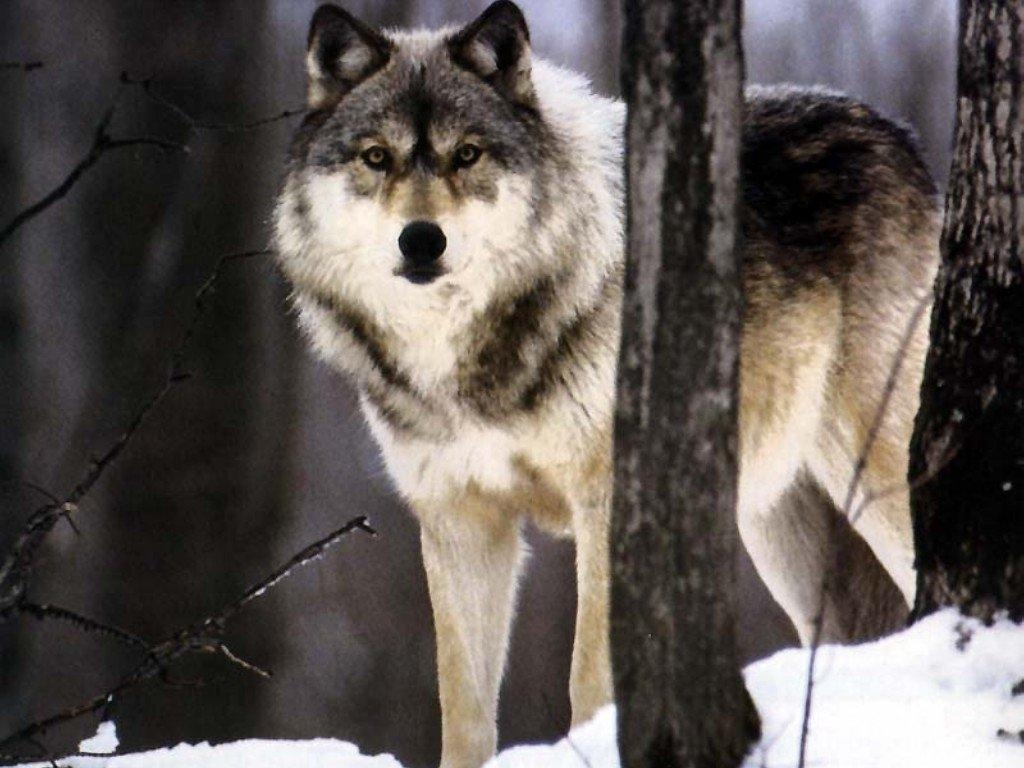 1030x770 image For > Alaskan Timber Wolf Size, Desktop